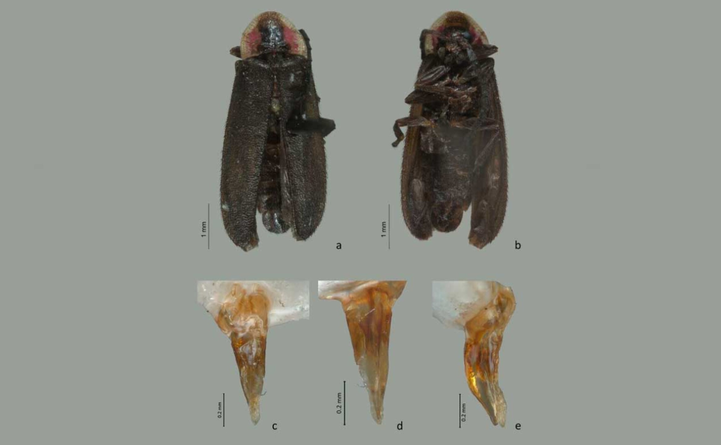 luciernaga-julieta-fierro