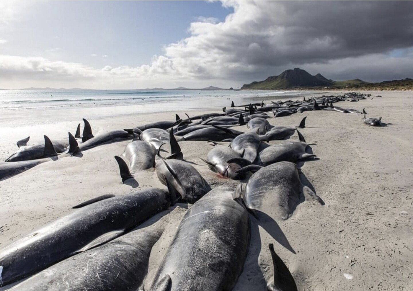 Ballenas