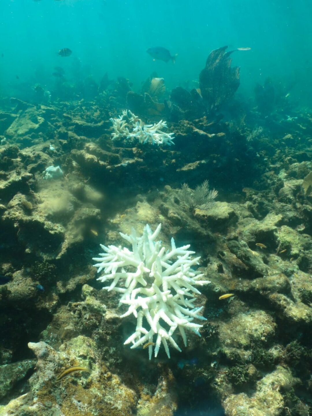 corales-arrecife-mexico-960x1280