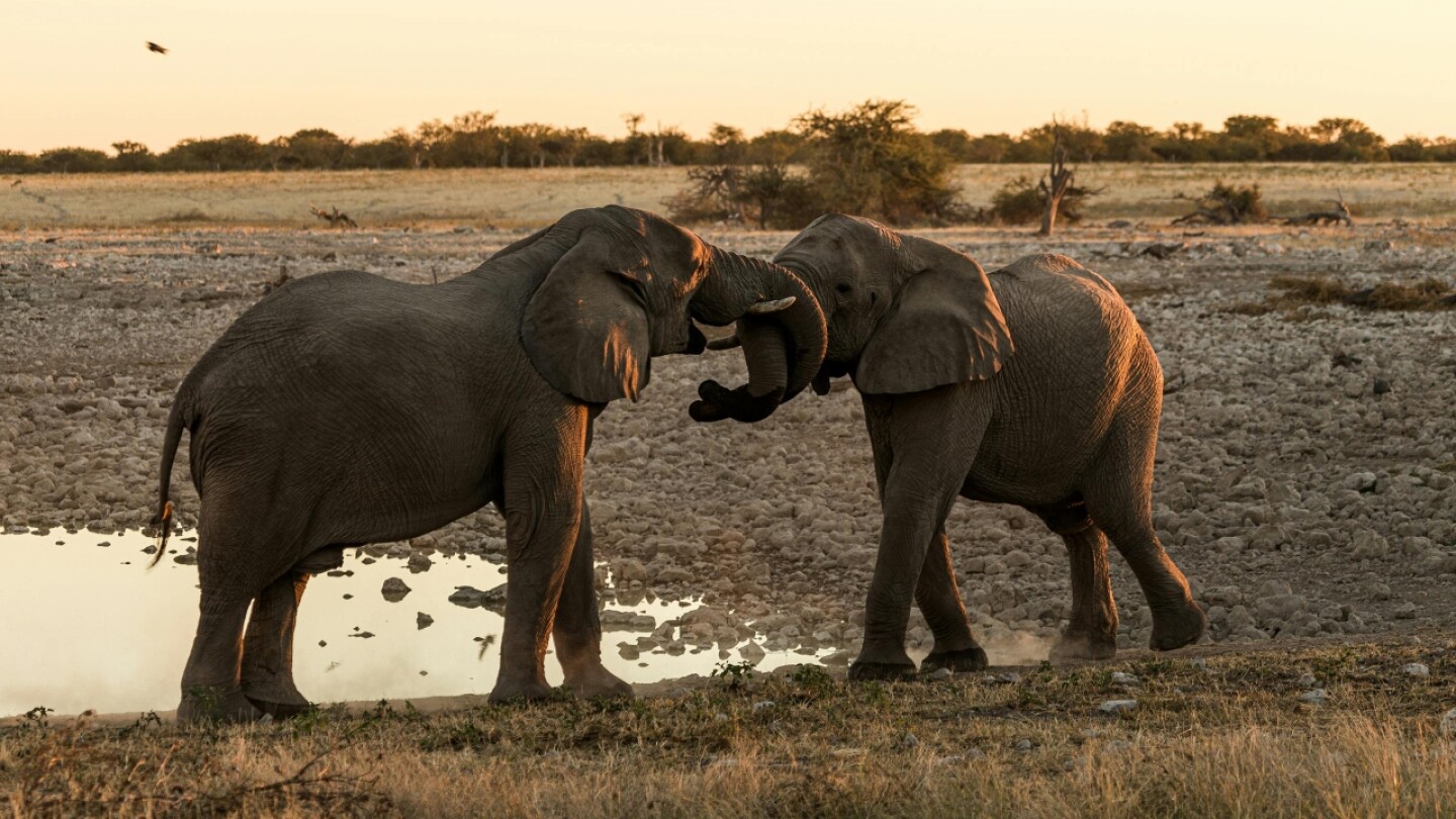 sacrificarán animales hambruna áfrica