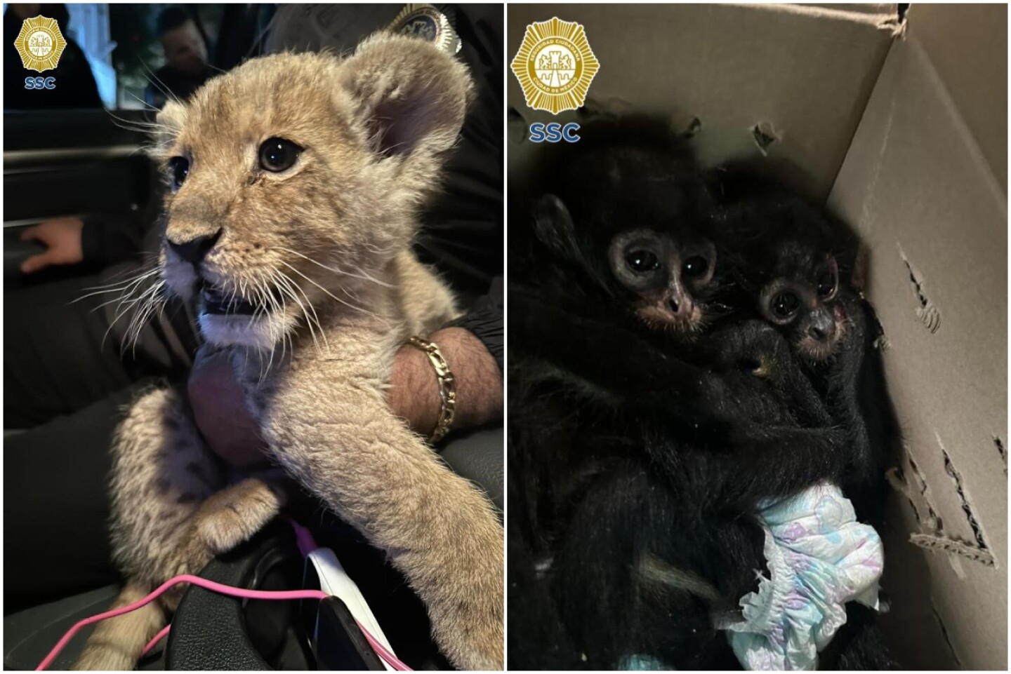 detenidos-cdmx-trafico-especies
