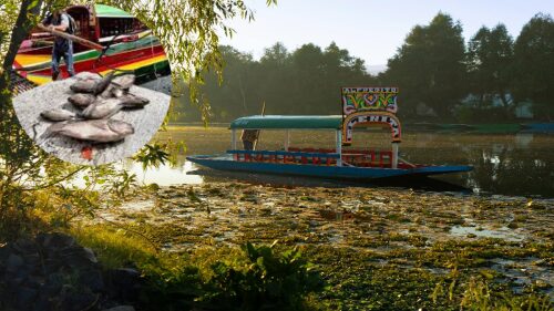 peces-muertos-xochimilco-causas.jpg