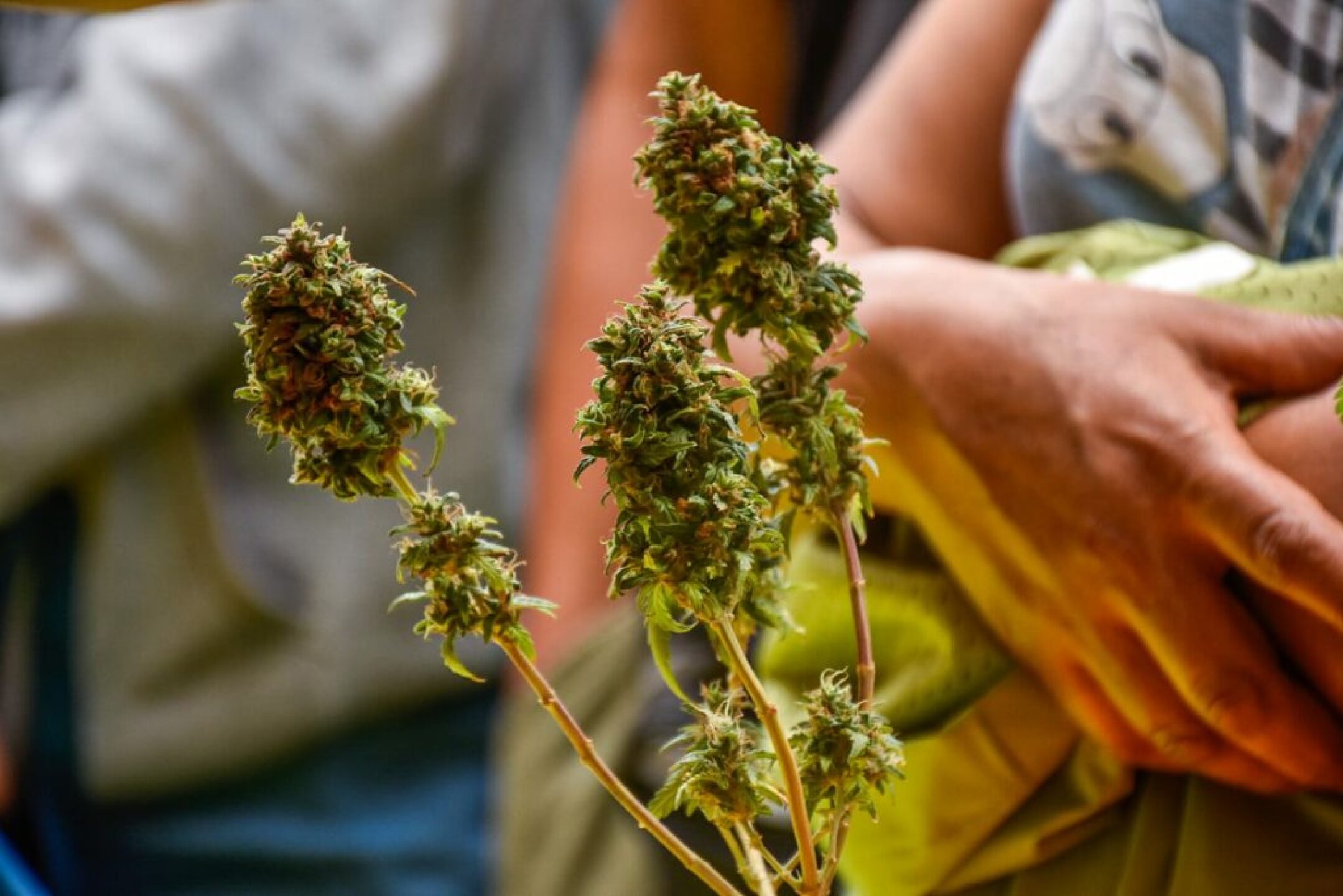 marihuana_cannabis_1-1024x683