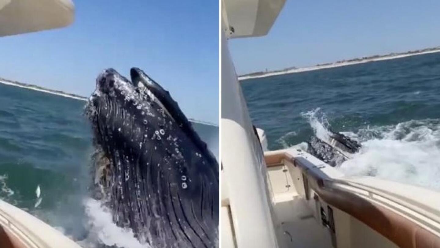 ballena