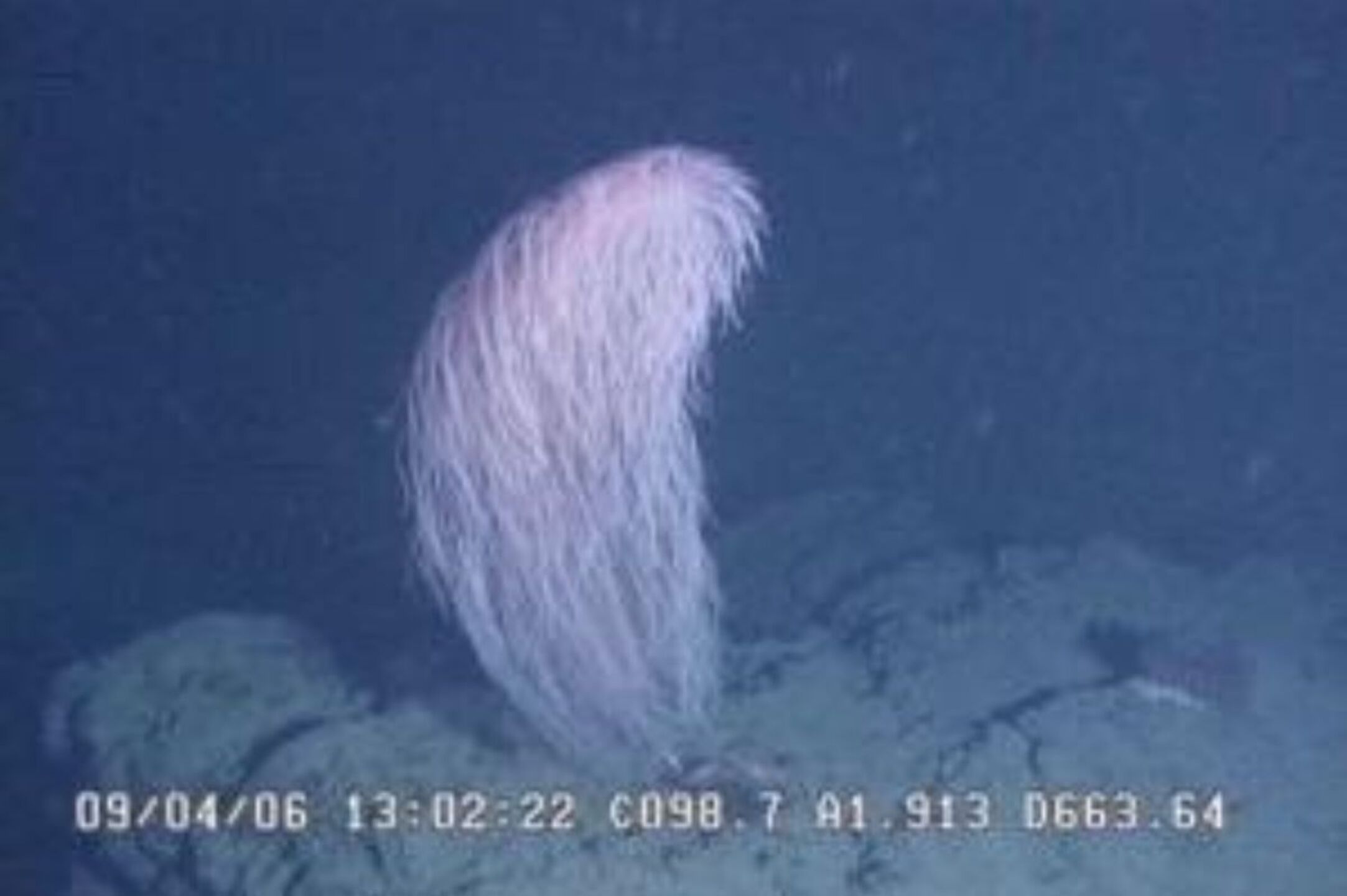 asi-es-el-coral-chewbacca-la-nueva-especie-inspirada-en-star-wars-descubierta-en-el-pacifico-fotos
