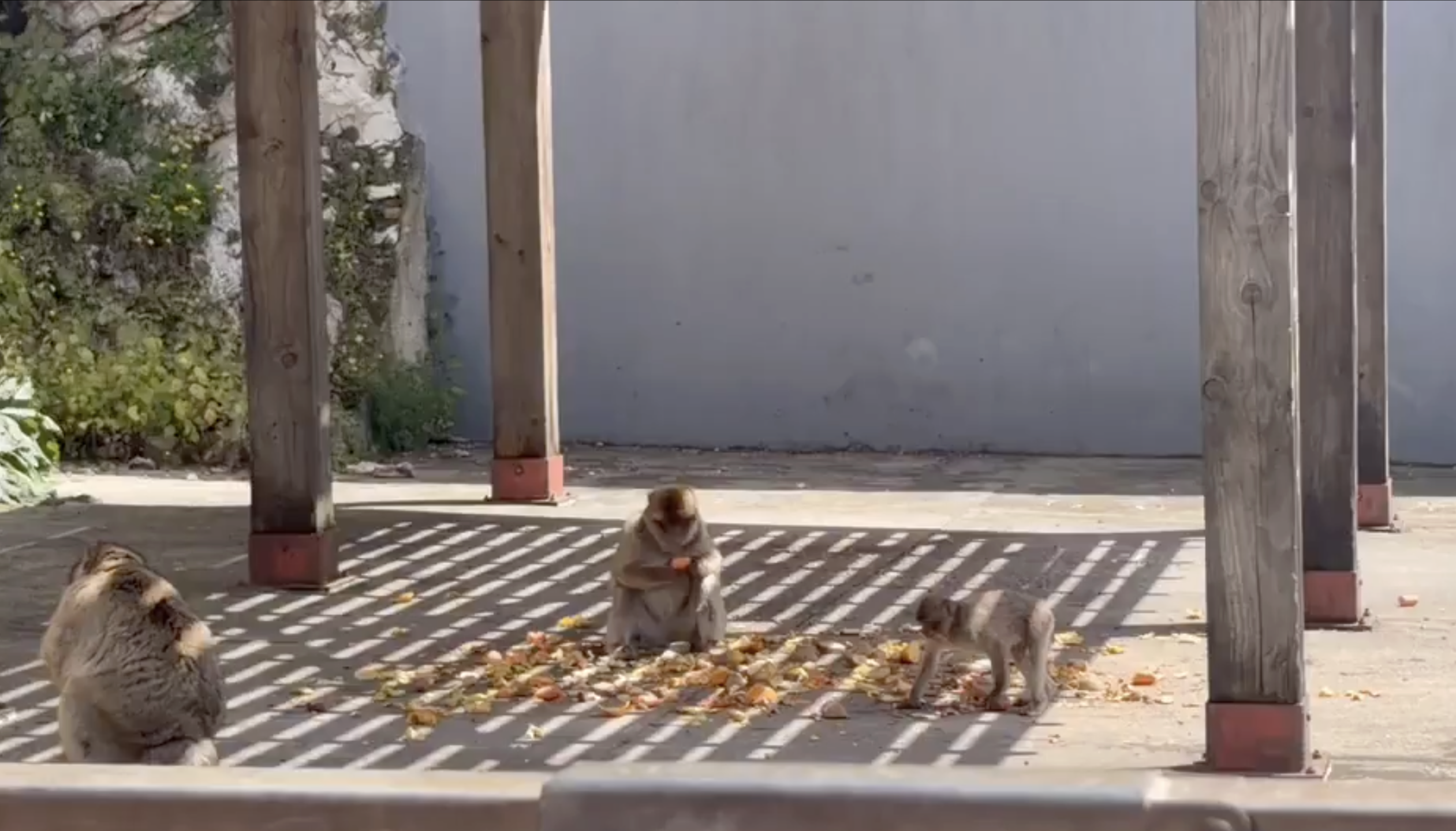 Macacos Gibraltar.png