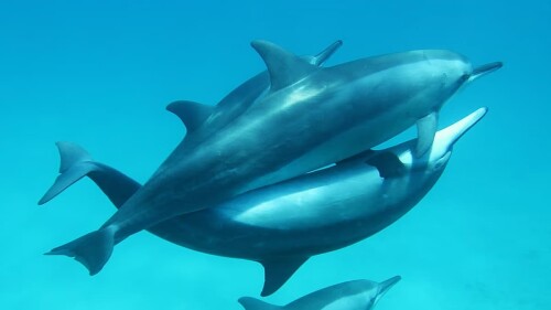 3 Vida sexual de los animales tres horas de juego previo y orgías