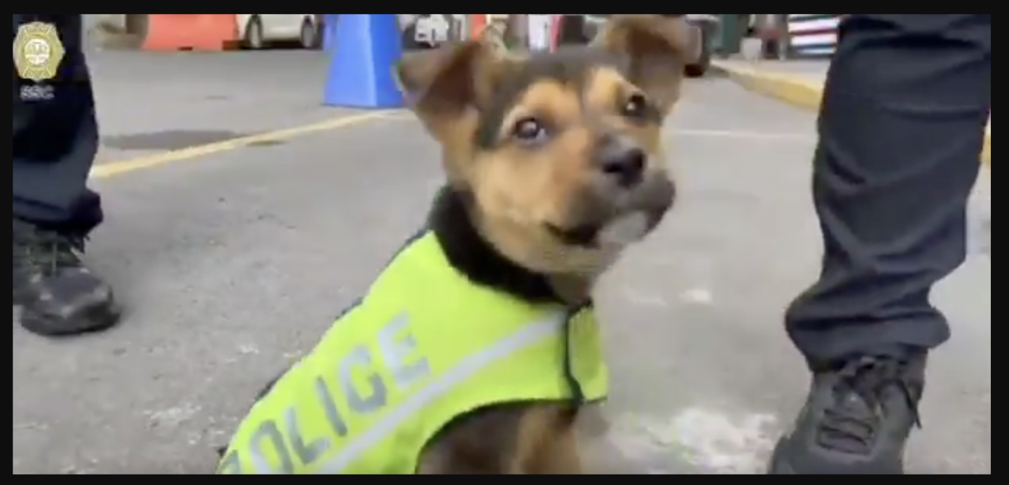 Policías adopción.png