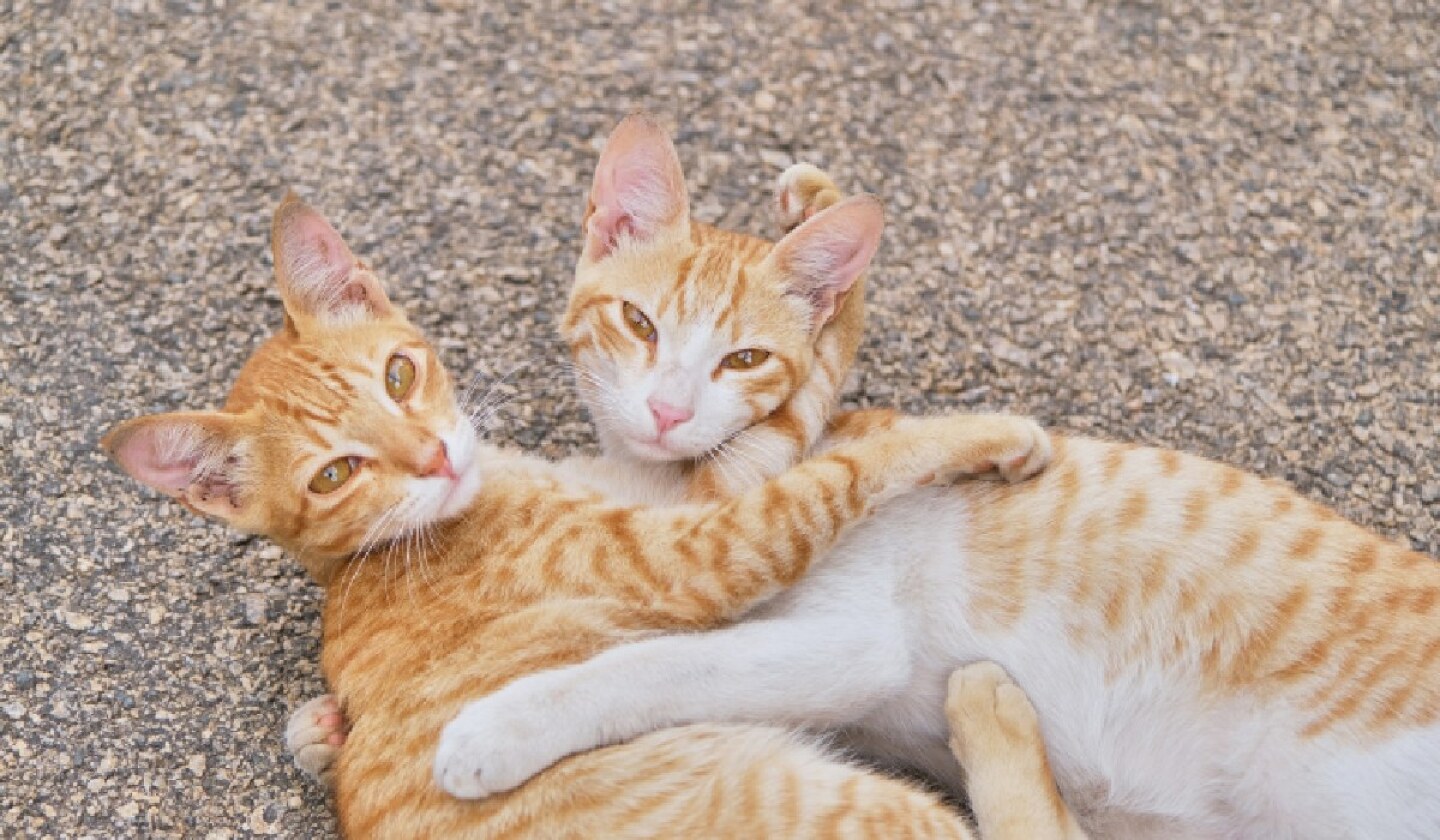 gatitos (2).jpg