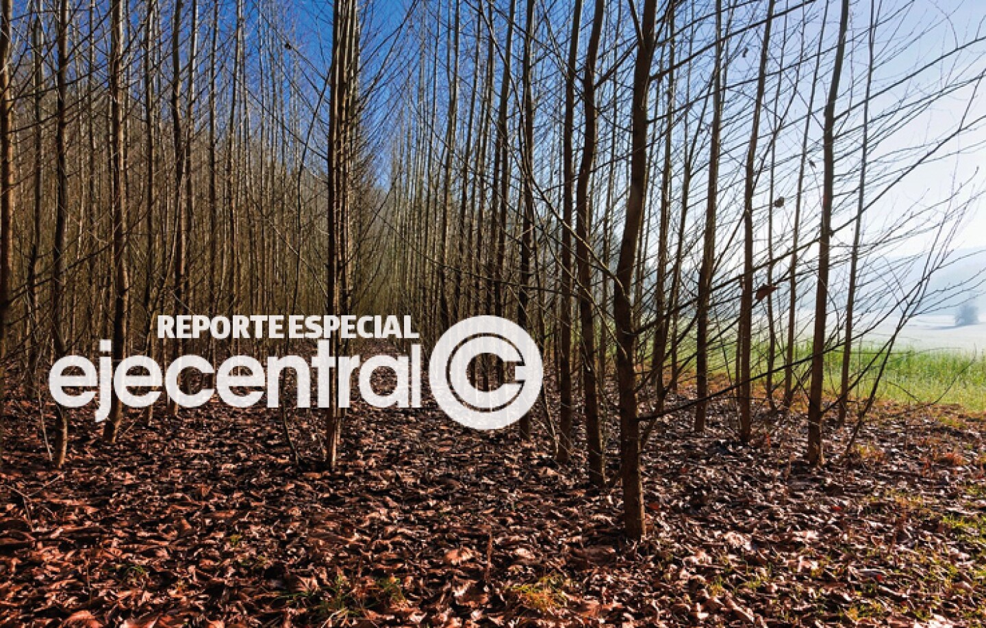 Promo_449_Arboles cambio climatico