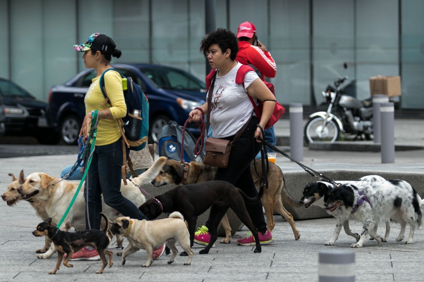Felicita a tu lomito, hoy se conmemora el día internacional del perro