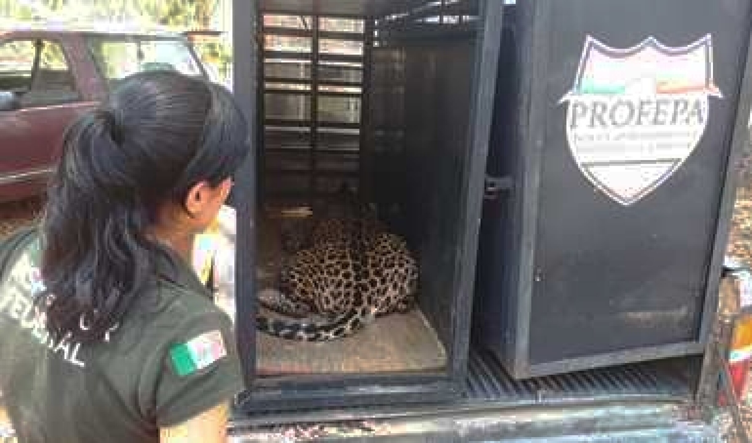 black-jaguar-white-tiger