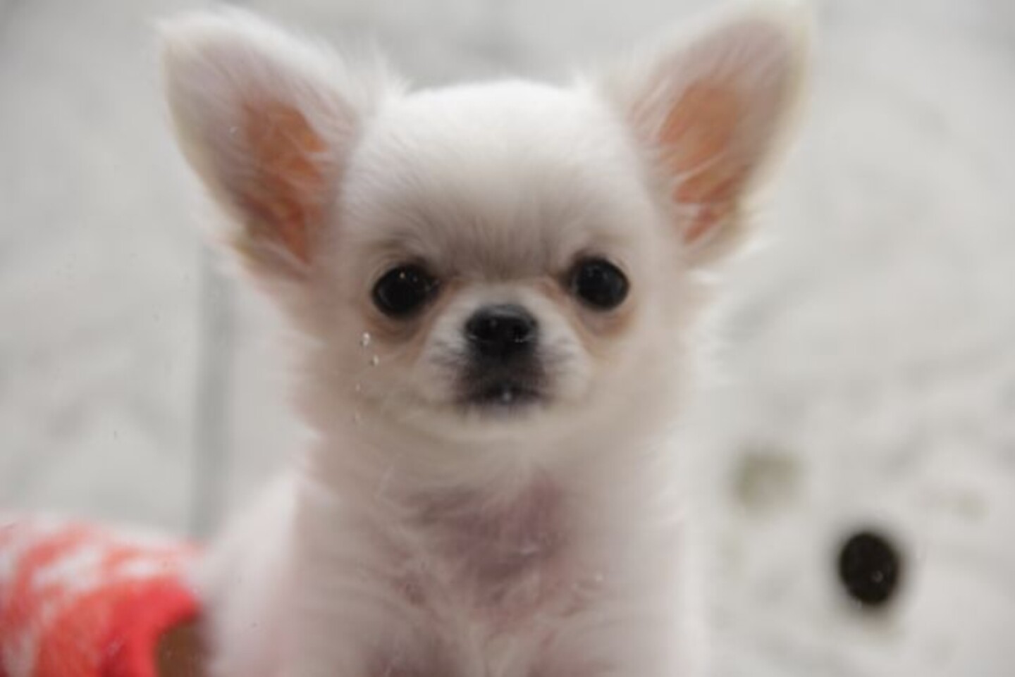 venta.de-perros-y-gatos-nuevo-leon