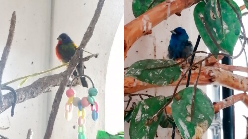 pájaros_aves profepa.jpg