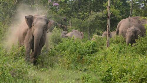 Elefantes atacan en Nepal