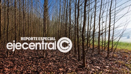 Promo_449_Arboles cambio climatico