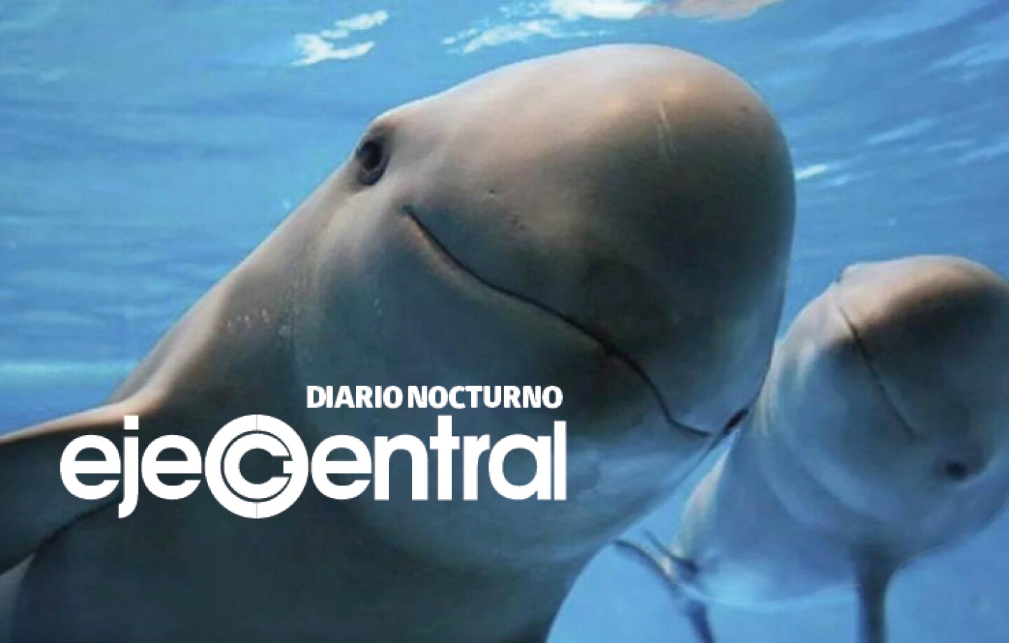 Promo_577_Vaquita marina