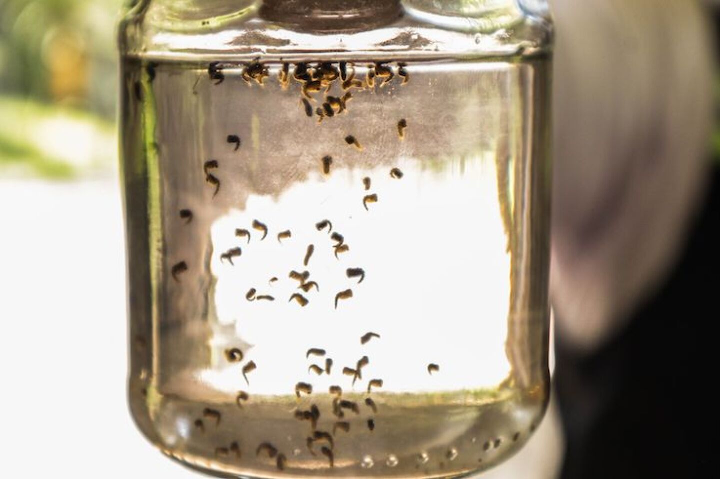 casos de dengue