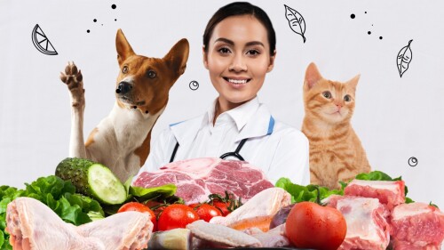 dia del nutriologo los perros no deben comer croquetas