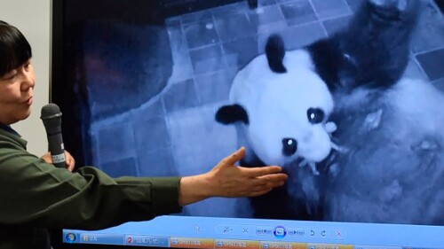 panda-afp