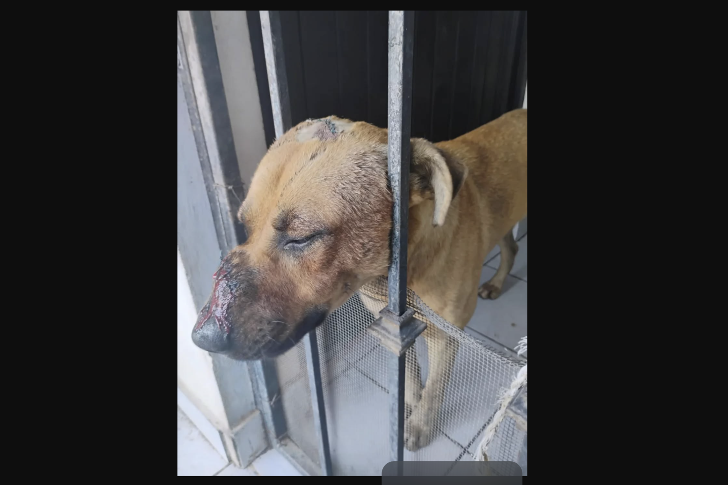 Perro Scooby, caso de maltrato animal en Culiacán