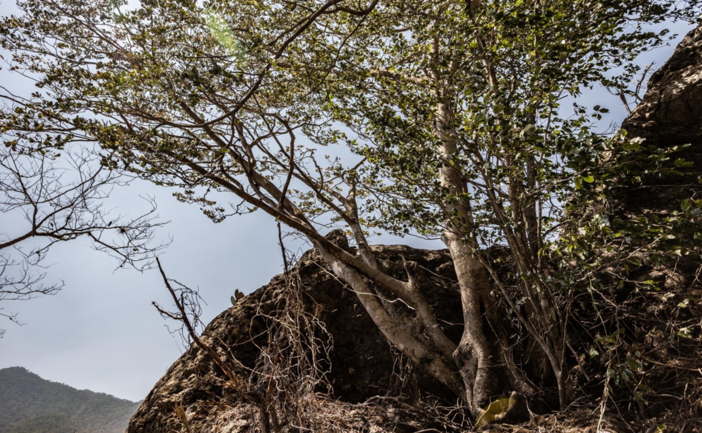 arboles-mongabay-5
