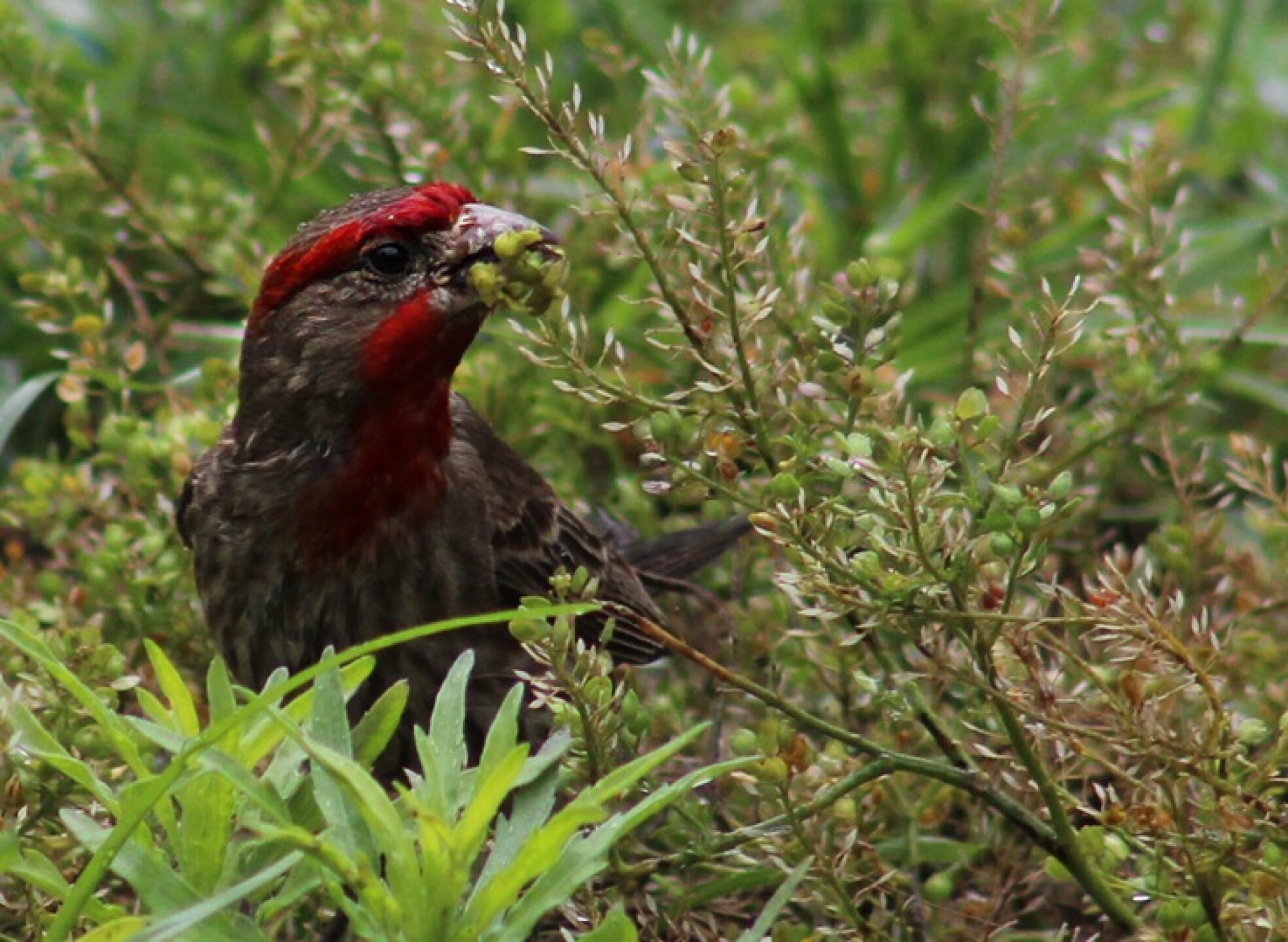 Aves