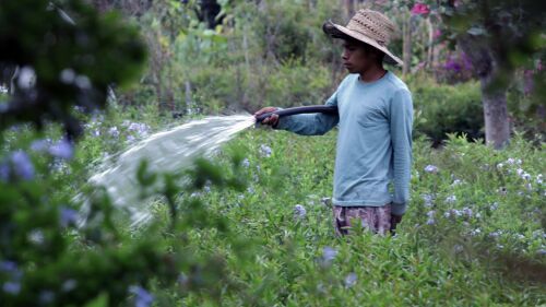 Un joven riega las plantas en  un vivero ubicado en el municipio de Jiutepec, en Morelos.