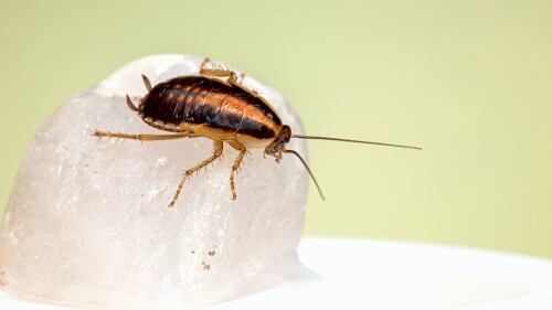 cucaracha