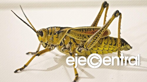 Las-langostas-pueden-oler-el-cáncer-1