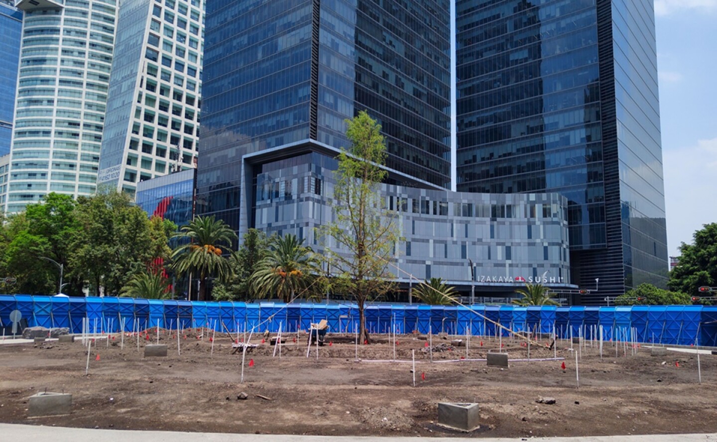 ahuehuete en Reforma