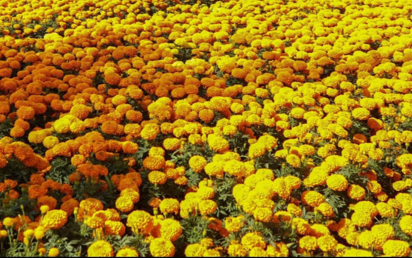Día de Muertos flor de cempasúchil