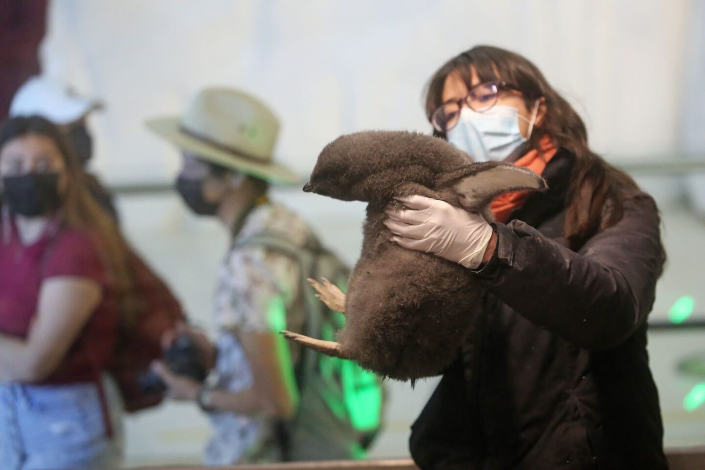 El pingüino bebé nació en el hábitat la "Antártida" en el Zoológico de Guadalajara.