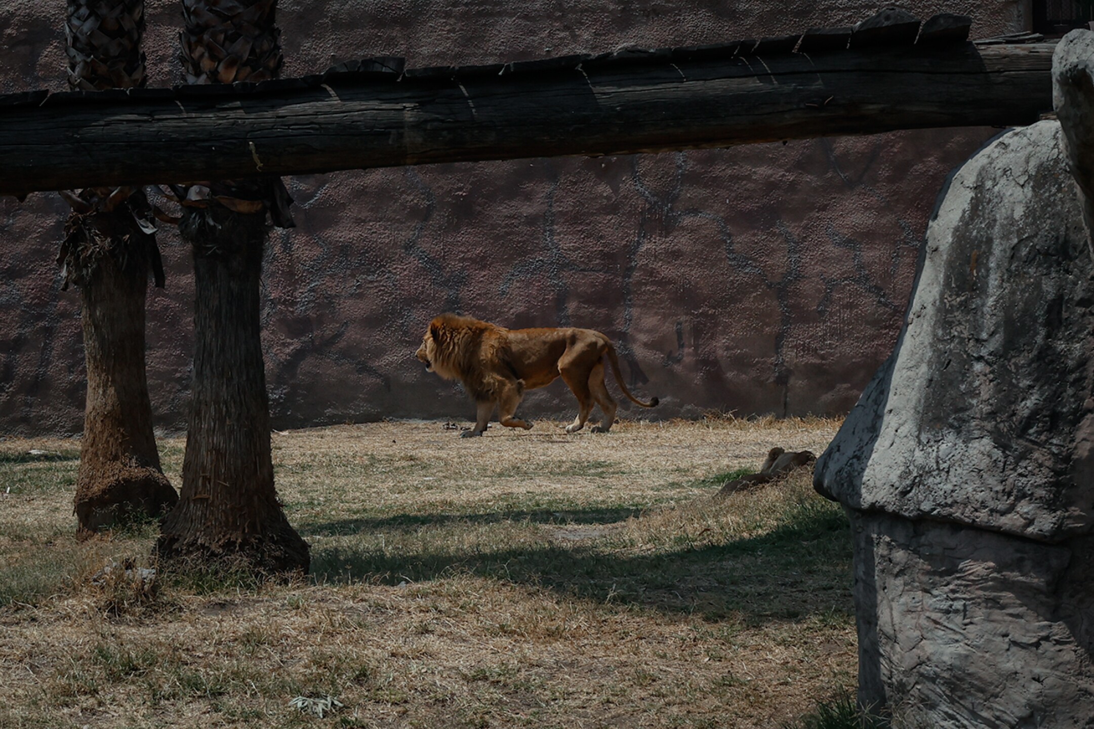 Elefante-Ely-zoologico-aragon-maltrato-descuido-Diana-Valencia-activista-10