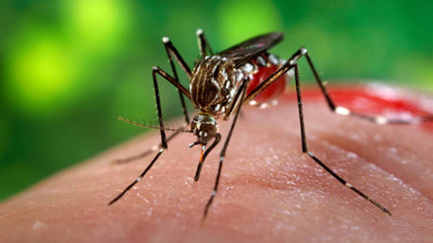 Chikunguna-enero-21
