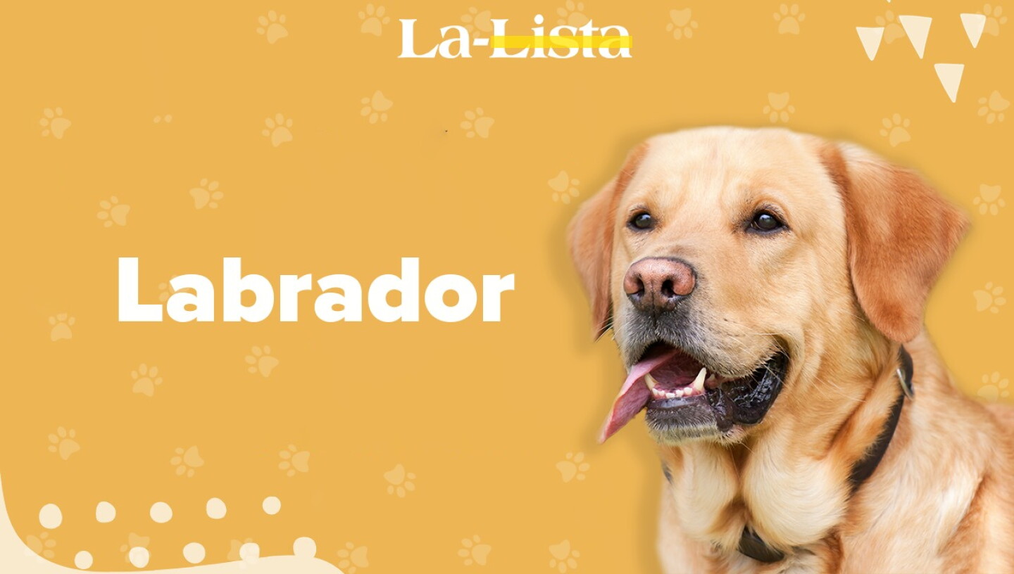 Ed Labrador Perro Labrador: La-Lista de lo que debes saber