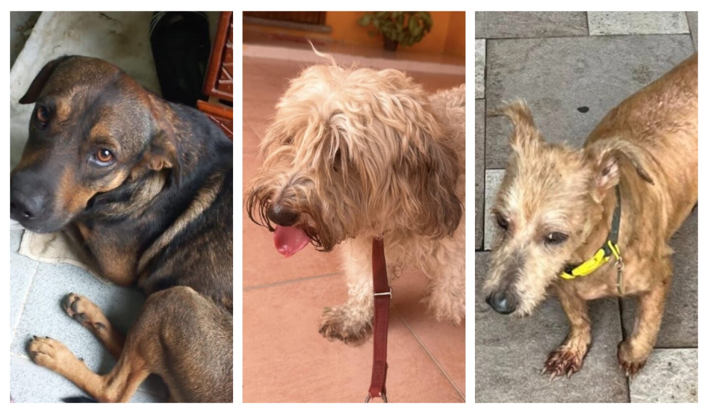perritos desaparecidos vera.jpg