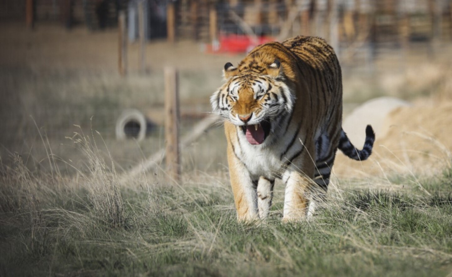 Tigres_coronavirus