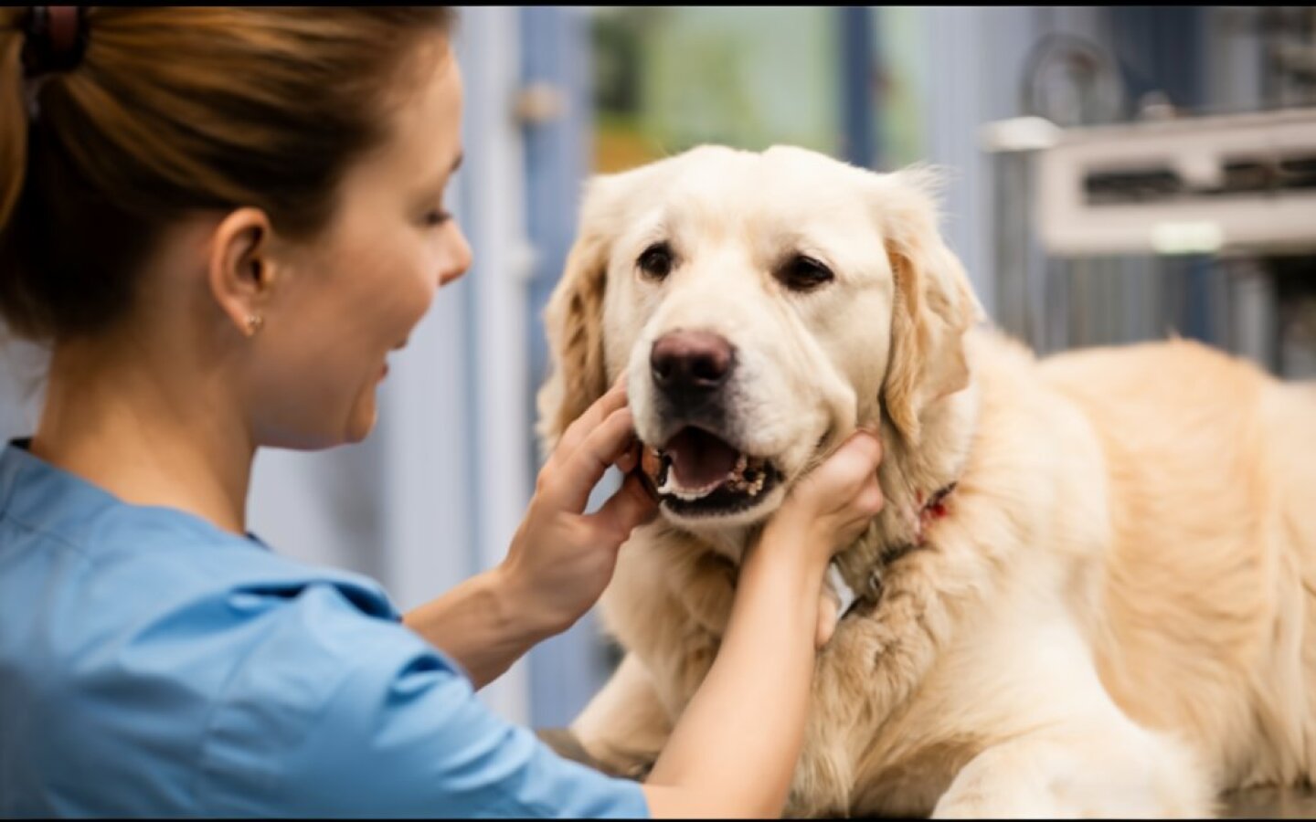 perro veterinario veterinary-bnSrekqqTBaUryIeGvB1wA-gffFtAp-RMmoHBvwOGF-PQ.jpeg