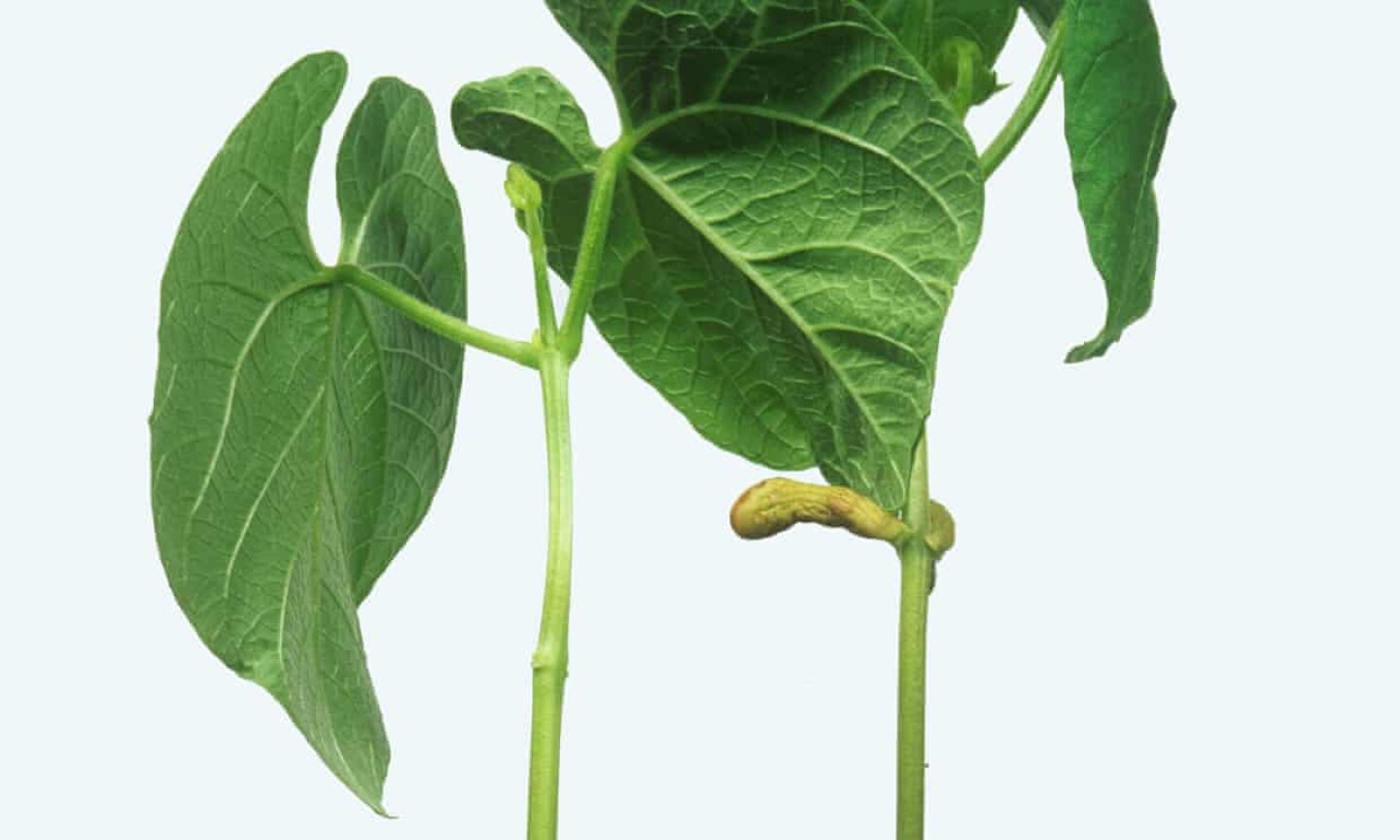 Habichuelas