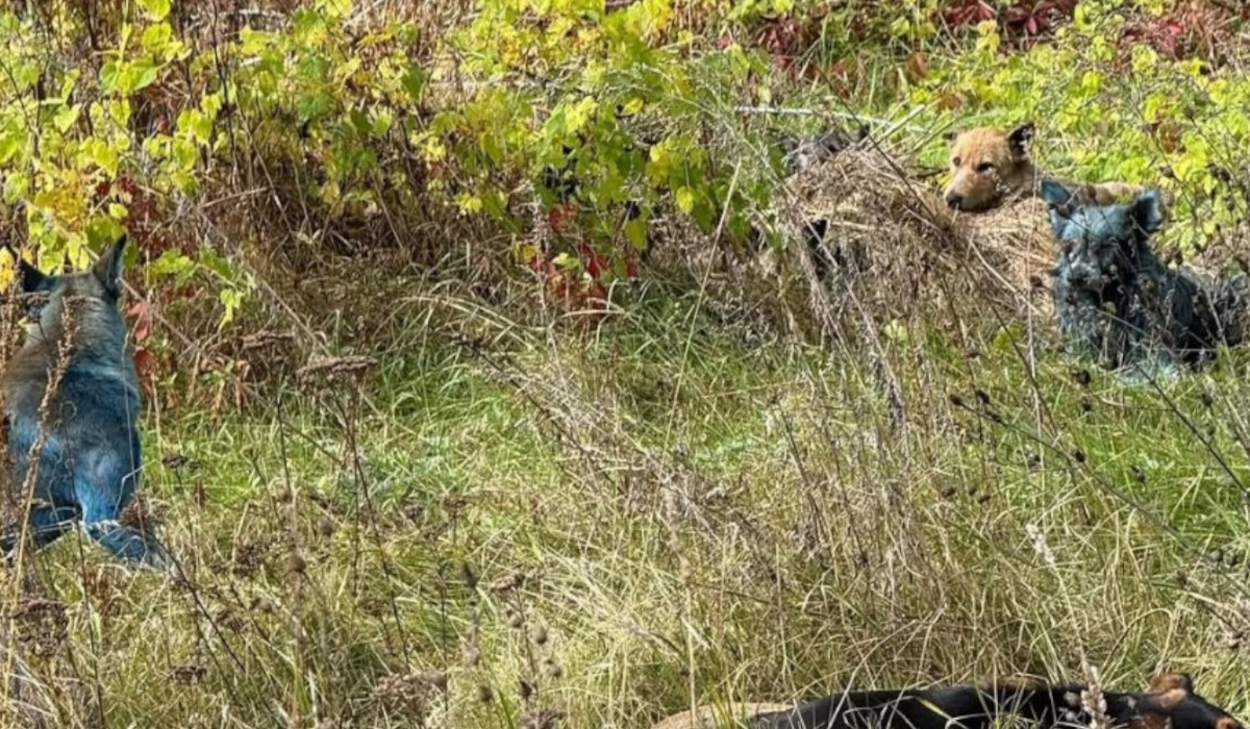 perros azules chernobyl 2.jpg