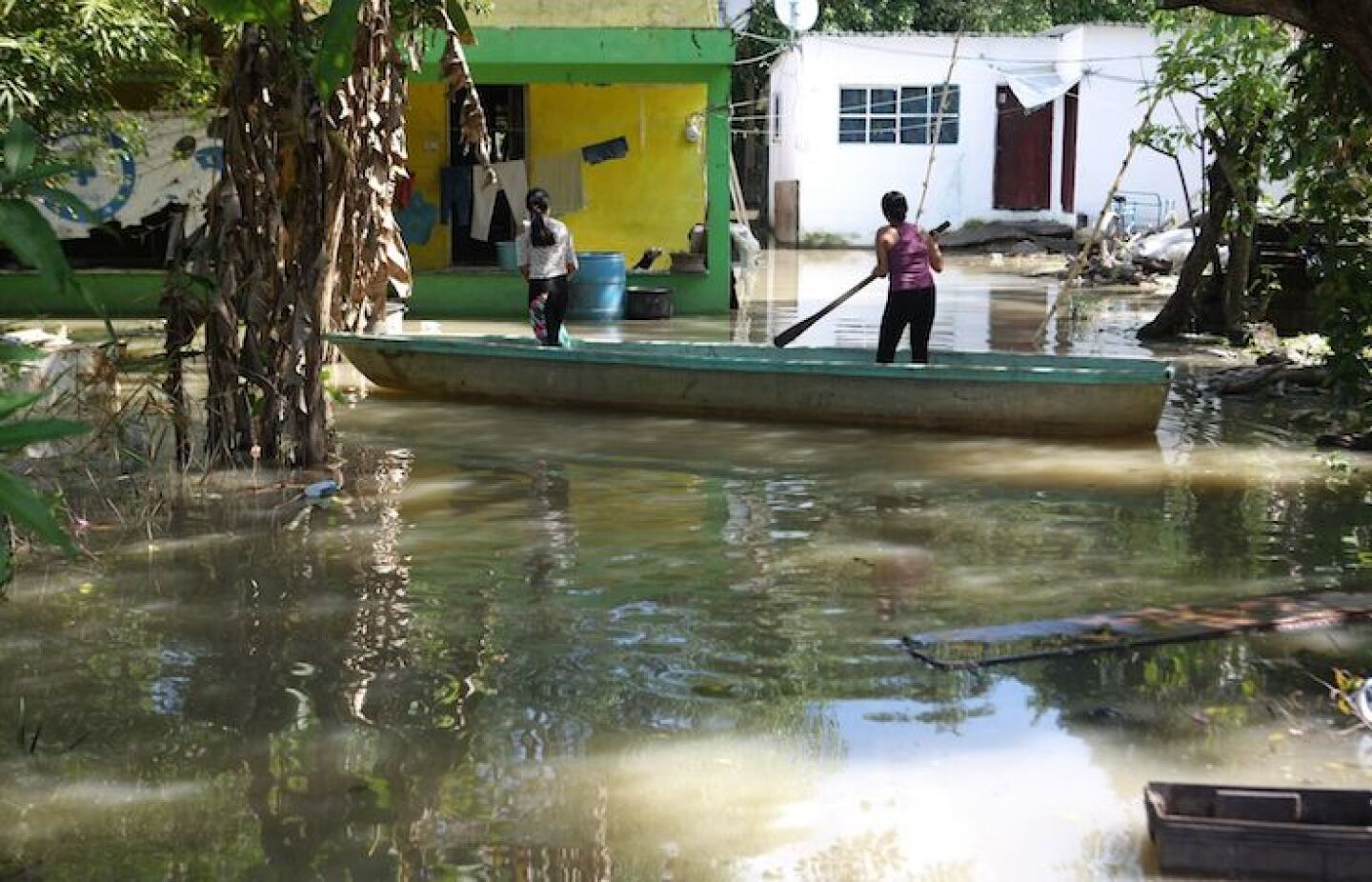 Inundaciones en Nacajuca, Tabasco han producido la muerte de cabezas de ganado y sembradios.