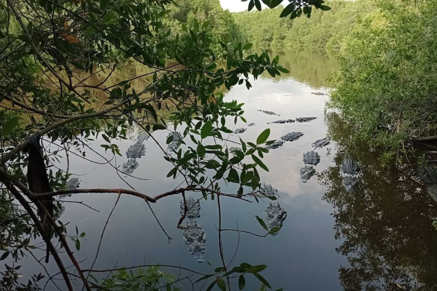 cocodrilario-la-manzanilla