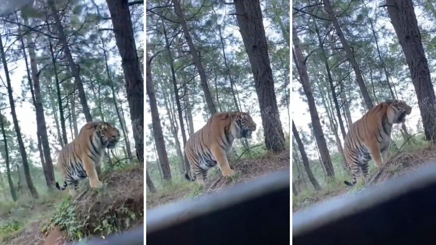 tigre en Jalisco