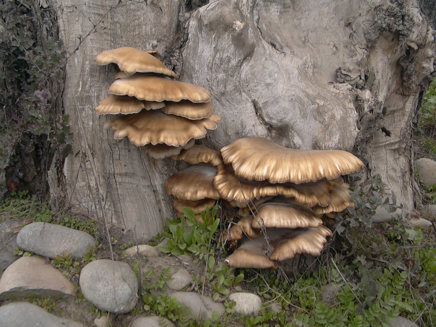 hongos-fungi