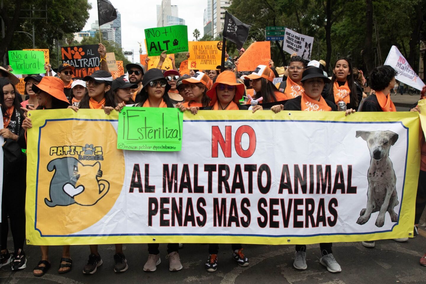 Animalistas marcharon para exigir penas más severas a quien maltrate o asesine a animales de compañía como perros y gatos, el contingente partió del Ángel de la Independencia hacia el Zócalo.