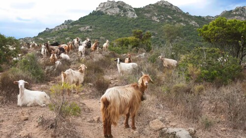 Gran sorteo de cabras