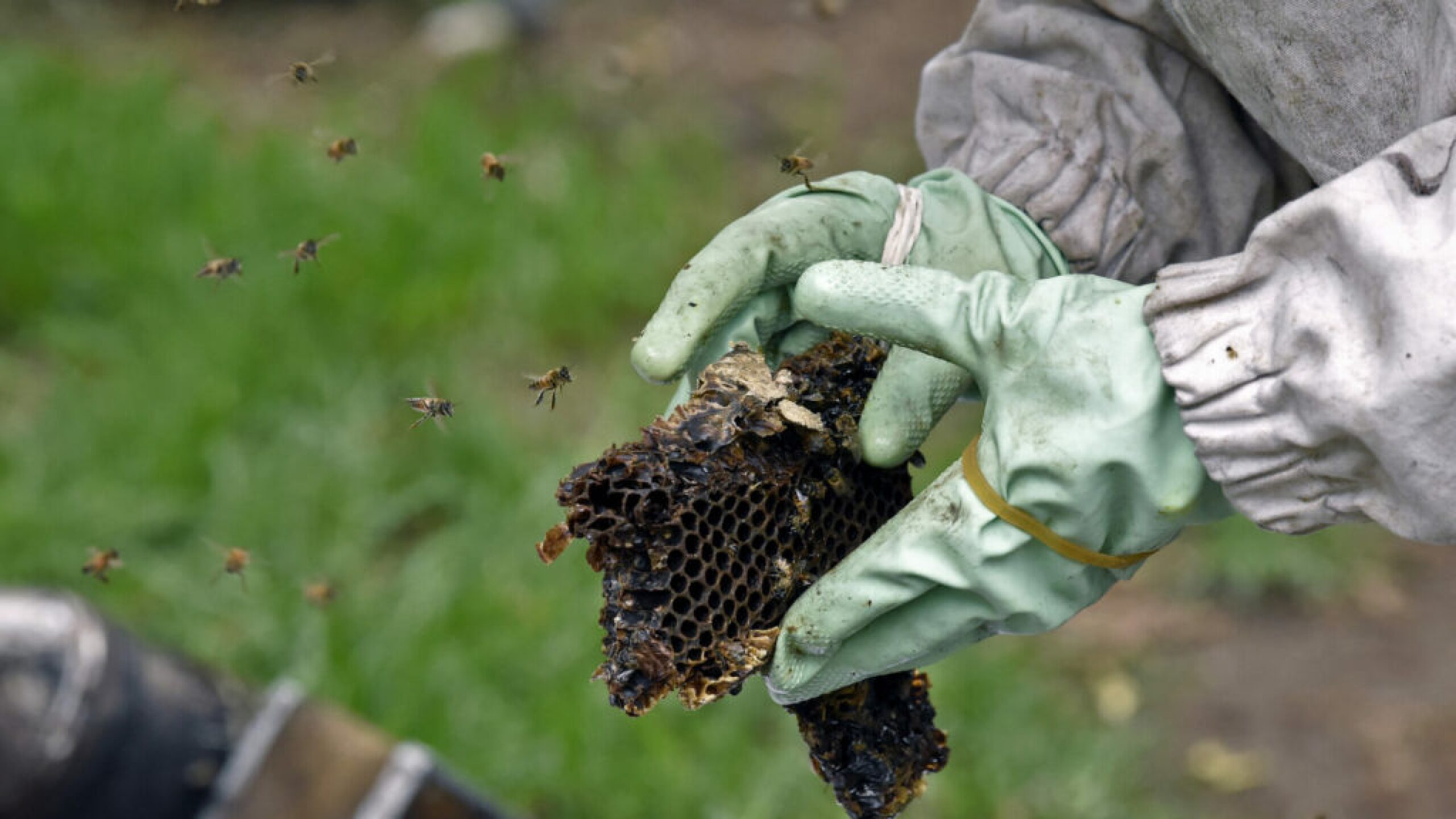 abejas2-1024x576