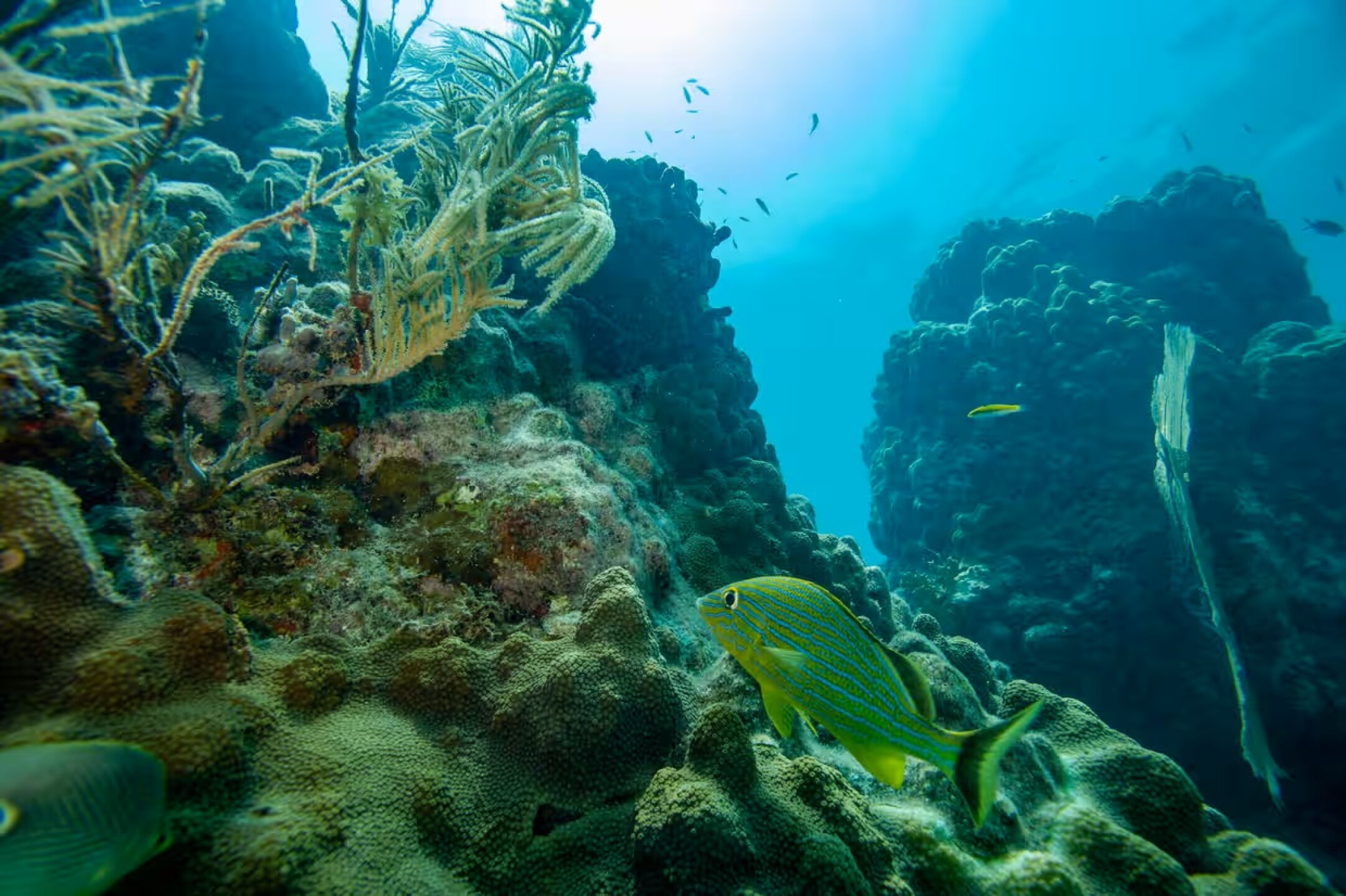 arrecife-de-coral-en-cayo-hueso-florida