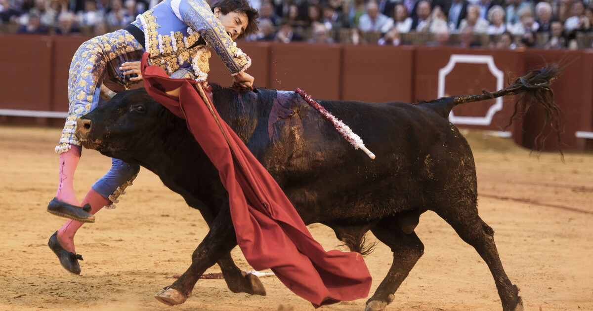 Cornada Roca Rey Otra cornada impactante en Sevilla: el peruano Andrés Roca Rey sufre ...